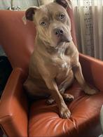 Bully xl / stafford pups, Dieren en Toebehoren, Honden | Jack Russells en Terriërs, 8 tot 15 weken, American Staffordshire Terriër