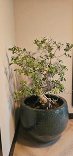 Ficus Bonsai - Prachtige kamerplant, Huis en Inrichting, Kamerplanten, Ophalen, Ficus, 100 tot 150 cm, Halfschaduw