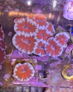 Acanthastrea zeewater koraal, Dieren en Toebehoren, Overige typen