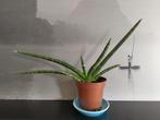 Sansevieria 4x, Ophalen, Halfschaduw, Minder dan 100 cm