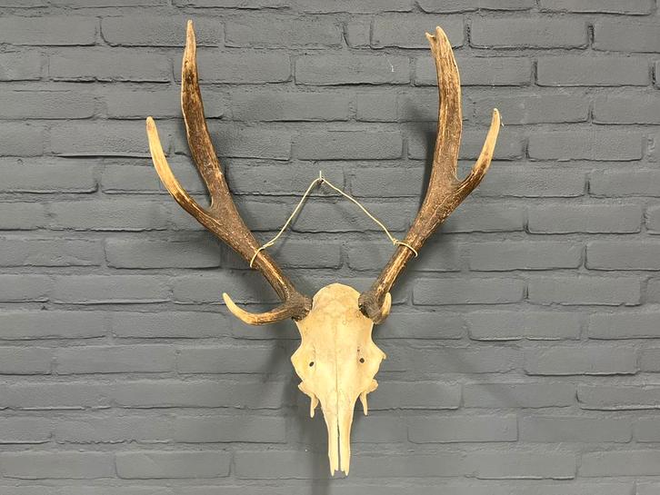 Hertengewei met schedel - Decoratie, Huis en Inrichting, Woonaccessoires | Wanddecoraties, Zo goed als nieuw, Ophalen of Verzenden