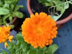 Goudsbloem zaad uit biologische tuin, Tuin en Terras, Bloembollen en Zaden, Ophalen of Verzenden, Voorjaar, Volle zon, Zaad