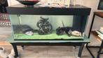 Aquarium met 3 axolotls, Dieren en Toebehoren, Ophalen, Zo goed als nieuw, Terrarium of Paludarium