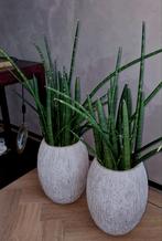 2 grote excl. Sansevieria's Cylindrica excl. potten., Ophalen of Verzenden, Groenteplant, Halfschaduw, Minder dan 100 cm