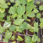 tayerblad plantjes, Tuin en Terras, Planten | Tuinplanten, Ophalen, Volle zon, Groenteplanten, Eenjarig