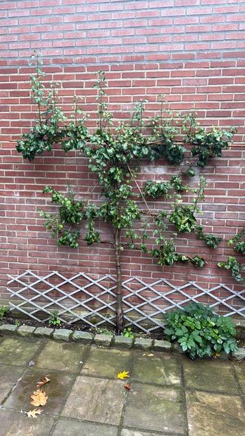 Mooie grote Perenboom zsm ophalen! beschikbaar voor biedingen