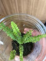 Terrariumplant Varen, Ophalen of Verzenden, Overige soorten, Minder dan 100 cm