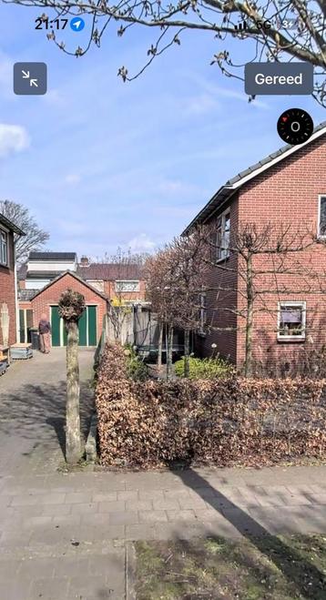 3 leibomen beschikbaar voor biedingen