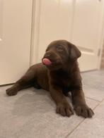 Raszuivere cholocade labrador pups reutje en teefje, Dieren en Toebehoren, CDV (hondenziekte), 8 tot 15 weken, Labrador retriever