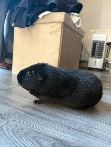 2 dames zoeken nieuw thuis beschikbaar voor biedingen