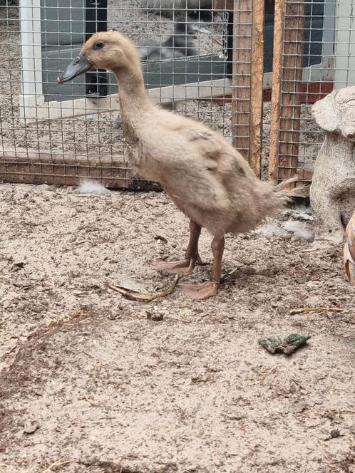 Loopeenden, Dieren en Toebehoren, Pluimvee, Eend, Geslacht onbekend