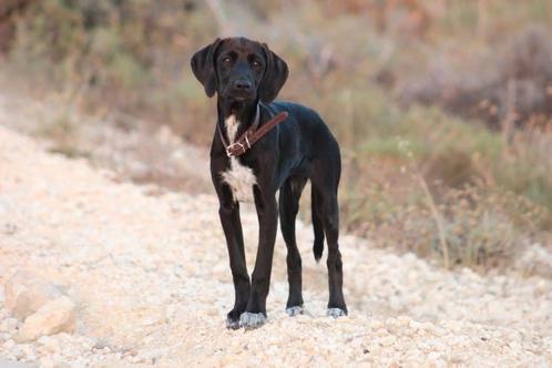 Martha verblijft in Cyprus, Dieren en Toebehoren, Honden | Niet-rashonden, Middel, Teef, Particulier, Eén hond, Buitenland, 15 weken tot 1 jaar