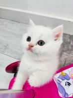 Britse korthaar kitten (katertje), Ontwormd, 0 tot 2 jaar, Kater