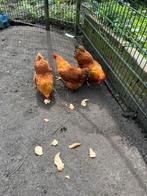 Nee Hampshire kippen, Kip, Vrouwelijk