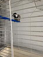 1 wittoor buulbuul man, Dieren en Toebehoren, Vogels | Overige Vogels, Mannelijk