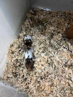 Babyhamsters €5 mogen weg, Dieren en Toebehoren, Knaagdieren, Juli, Meerdere dieren