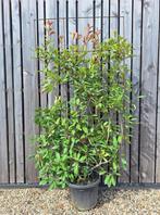 Photinia Red Robin Glansmispel haagelement 180 cm euro 125,-, Ophalen, Overige soorten, Haag, 100 tot 250 cm