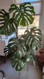 Monstera kamerplant, Ophalen, Overige soorten, Minder dan 100 cm