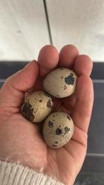 Japanse kwartel broedeieren, Dieren en Toebehoren, Pluimvee, Meerdere dieren, Overige soorten