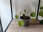 Verschillende stekjes/ baby plantjes!, Ophalen, Halfschaduw, Minder dan 100 cm