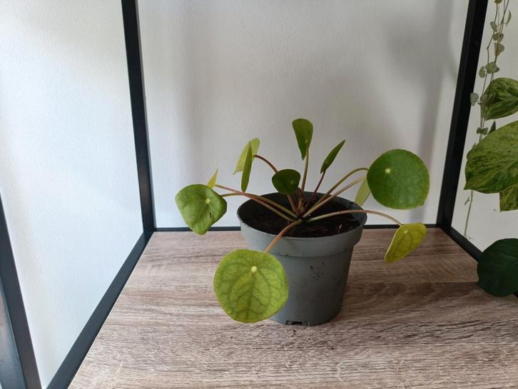 Verschillende stekjes/ baby plantjes!, Huis en Inrichting, Kamerplanten, Minder dan 100 cm, Halfschaduw, Ophalen