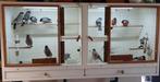 Goudvinken, Dieren en Toebehoren, Vogels | Overige Vogels, Meerdere dieren, Wildzangvogel, Geringd