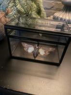 Insect Pomponia merula in glazen box, Ophalen of Verzenden, Zo goed als nieuw, Beeldje of Figuurtje