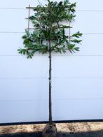 Prunus laurocerasus (leiboom), Leiboom, Halfschaduw, Lente, Ophalen