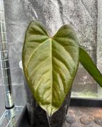 Anthurium Indo Port Dark Form x HU King of Spades KartelDaun, Ophalen of Verzenden, Halfschaduw, Minder dan 100 cm