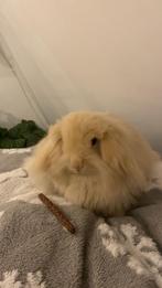 Teddy widder konijnen, Dieren en Toebehoren, Konijnen, Meerdere dieren, Klein, 0 tot 2 jaar