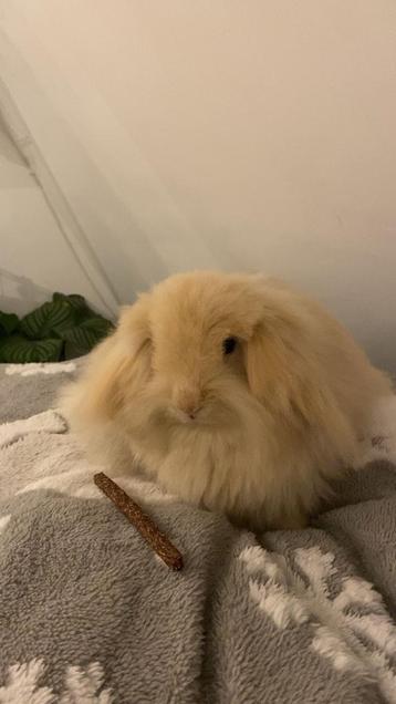 Teddy widder konijnen  beschikbaar voor biedingen