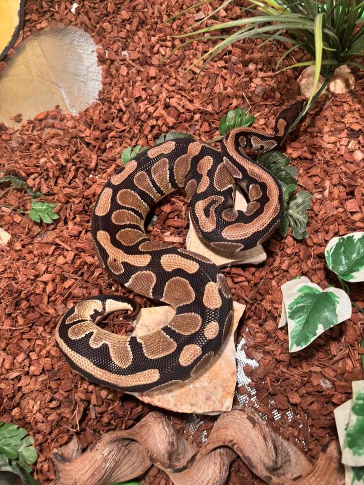 MOET WEG!!!! Koningspython. Ball Python - male for sale from Richard