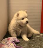 Pomsky puppy pup teefje wit, mini husky, husky - pomeriaan, Dieren en Toebehoren, Honden | Poolhonden, Keeshonden en Oertypen