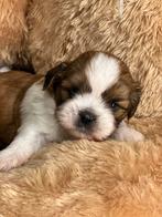 Shih tzu puppy’s, Dieren en Toebehoren, Rabiës (hondsdolheid), 8 tot 15 weken, Meerdere, Nederland