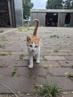 7 kittens te koop, Dieren en Toebehoren, Katten en Kittens | Overige Katten, Meerdere dieren, Kortharig, 0 tot 2 jaar