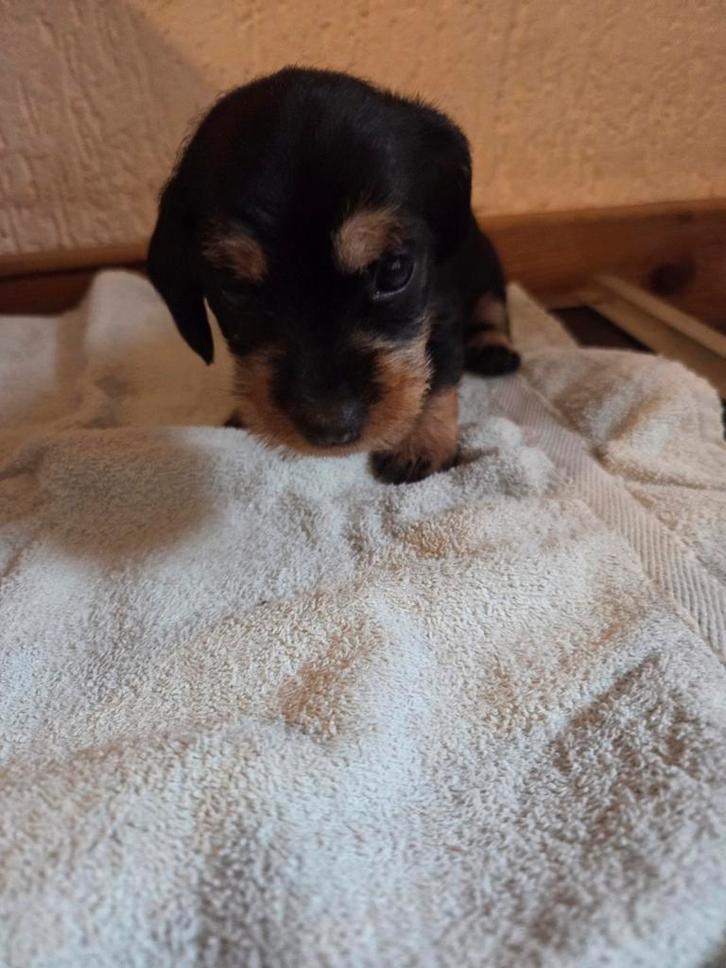 Mooi ruwhaar teckelteefje zoekt nog een leuk baasje, Dieren en Toebehoren, Honden | Jack Russells en Terriërs, Teef, Overige rassen