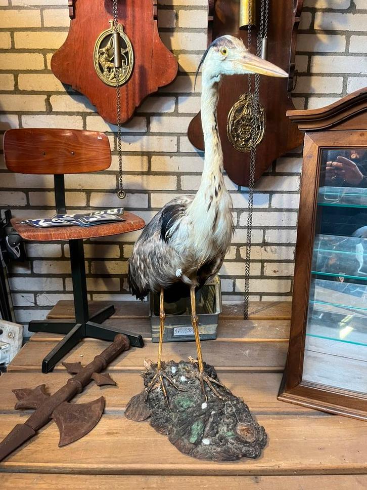 Stokoude opgezette reiger, Verzamelen, Dierenverzamelingen, Gebruikt, Opgezet dier, Vogel, Ophalen