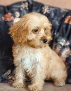 Prachtige Mini Doodle Pups 🩵💗, Dieren en Toebehoren, Honden | Chihuahua's en Gezelschapshonden, Nederland, Overige rassen, CDV (hondenziekte)