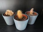 Mini cactus in potje (3x), Ophalen, Cactus, In pot, Minder dan 100 cm