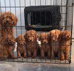 Prachtige toypoedel toy poedel mini pups, Dieren en Toebehoren, Poedel, Reu, CDV (hondenziekte), 8 tot 15 weken