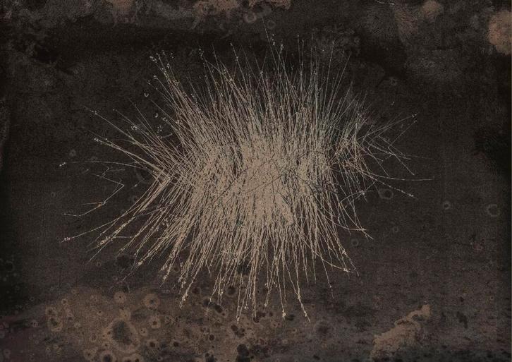 “Erizo Lacustre” - abstracte fine-art kunstfoto, Antiek en Kunst, Kunst | Tekeningen en Foto's, Ophalen of Verzenden