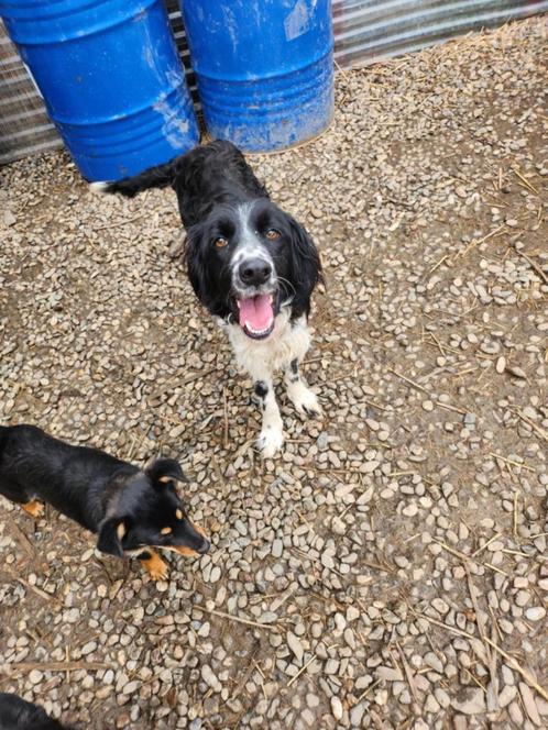 Lotte is actief en zoekt uitdagingen, Dieren en Toebehoren, Honden | Niet-rashonden, Middel, Teef, Particulier, Eén hond, Buitenland