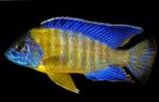 Malawi Cichliden: Aulonocara usisya, Dieren en Toebehoren, Vissen | Aquariumvissen, Vis, Zoetwatervis