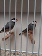 Mooi koppeltje wildkleur Rijstvogels, Meerdere dieren