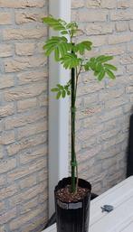 Albizia Evi's Pride -/Julibrissin-/palmen-/Oleander stekjes, Tuin en Terras, Planten | Bomen, Volle zon, Minder dan 100 cm, Zomer