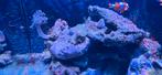 Zeeaquarium 90L met kast en toebehoren, Dieren en Toebehoren, Vissen | Aquaria en Toebehoren, Ophalen, Gevuld zeewateraquarium