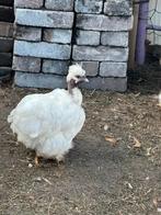 Koppeltje usa zijdehoenders, Dieren en Toebehoren, Pluimvee, Meerdere dieren, Kip