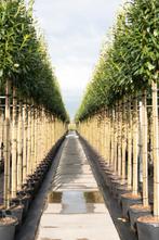 Prunus l. ‘Novita’ – Sterke laurierkers in pot, Overige soorten, Lente, 250 tot 400 cm, Ophalen