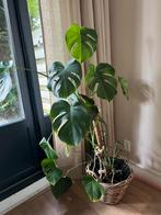 Monstera with pot, Huis en Inrichting, Kamerplanten, Ophalen, Overige soorten, Minder dan 100 cm