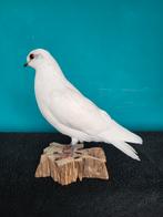 Een schattige opgezette witte duif!, Nieuw, Opgezet dier, Vogel, Ophalen of Verzenden